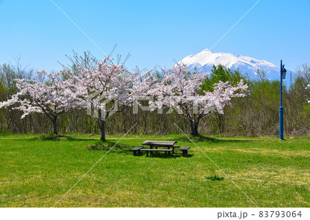 桜景　岩木川河川公園 83793064