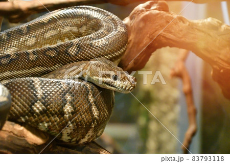 Bradley Rhombic Python (Latin. Morelia bredli) Bradley Rhombic Python (Latin. Morelia bredli) 83793118