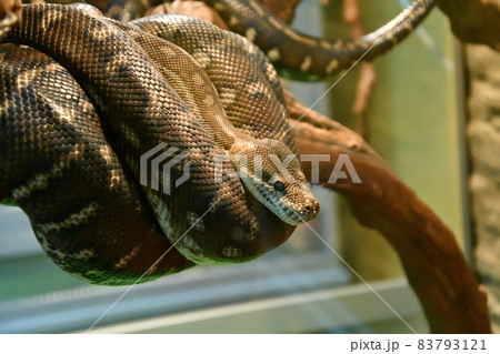 Bradley Rhombic Python (Latin. Morelia bredli) 83793121