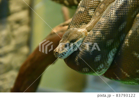 Bradley Rhombic Python (Latin. Morelia bredli) Bradley Rhombic Python (Latin. Morelia bredli) 83793122