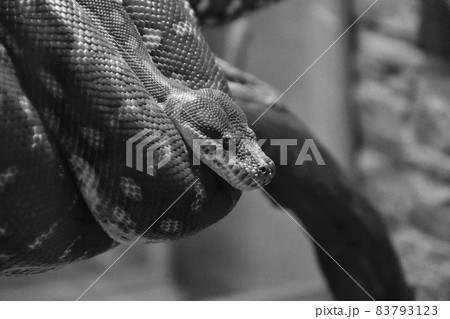 Bradley Rhombic Python (Latin. Morelia bredli) Bradley Rhombic Python (Latin. Morelia bredli) 83793123