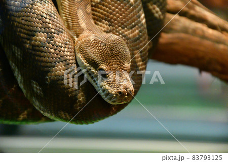Bradley Rhombic Python (Latin. Morelia bredli) Bradley Rhombic Python (Latin. Morelia bredli) 83793125