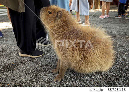 カピバラ カピパラ オニテンジクネズミの写真素材