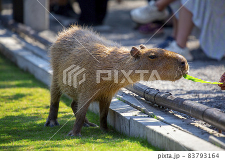 カピバラ カピパラ オニテンジクネズミの写真素材