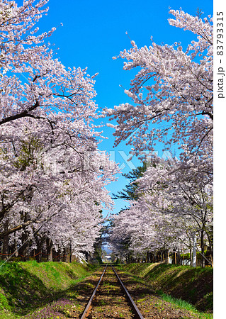 桜景　津軽鉄道　芦野公園駅付近 83793315