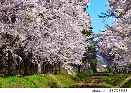 桜景 津軽鉄道 芦野公園駅付近 桜景 津軽鉄道 芦野公園駅付近 83793383
