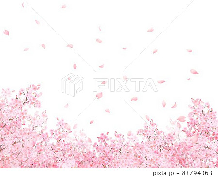 美しく華やかな満開の桜の花と花びら舞い散る春の白バックフレームベクター素材イラストのイラスト素材