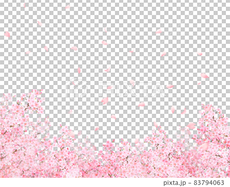 美しく華やかな満開の桜の花と花びら舞い散る春の白バックフレームベクター素材イラスト 83794063