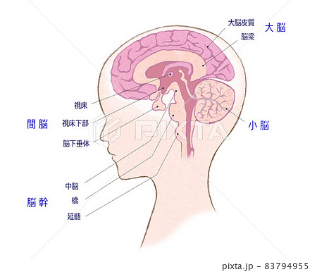 人の頭部と脳の断面図 文字ありのイラスト素材