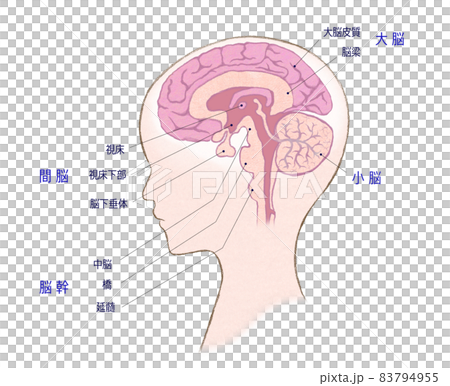 人の頭部と脳の断面図　文字あり 83794955