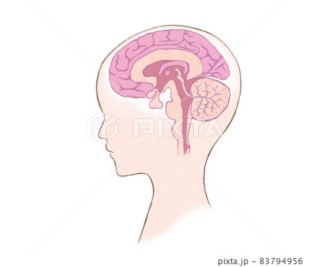 人の頭部と脳の断面図 文字なしのイラスト素材