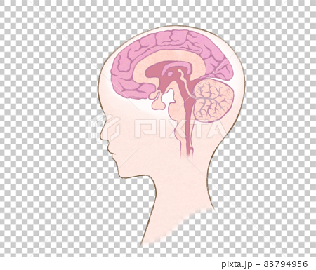 Human skull cross section with brain. Stock Illustration