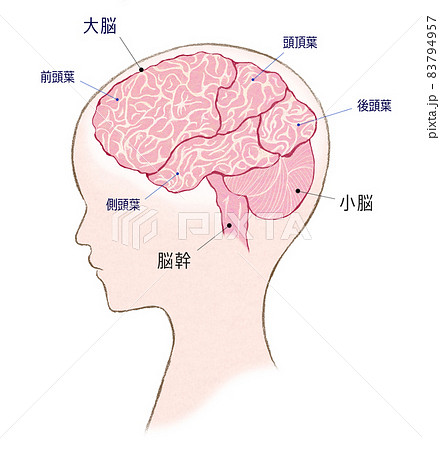 人の頭のイラストと脳の構造 大脳や小脳の位置 文字ありのイラスト素材