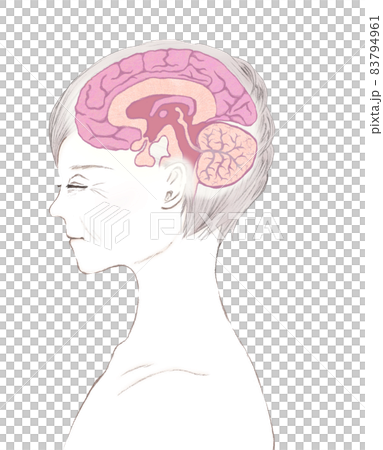 老年婦女和大腦的橫截面圖 83794961