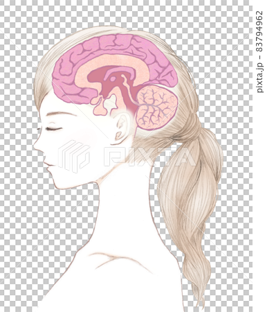 年輕女性和大腦的橫截面圖 83794962