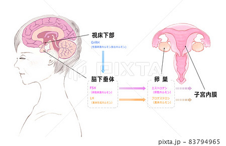 シニア女性の脳と子宮 ホルモンと更年期の関係 シニア女性の脳と子宮 ホルモンと更年期の関係 83794965