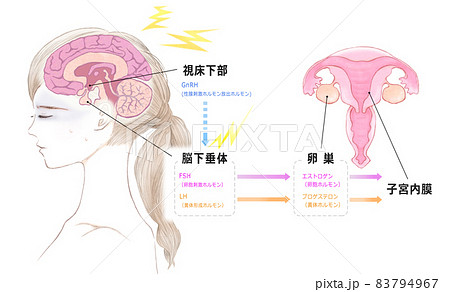 ストレスによる無月経 若い女性の脳と子宮とホルモンの仕組みのイラスト素材