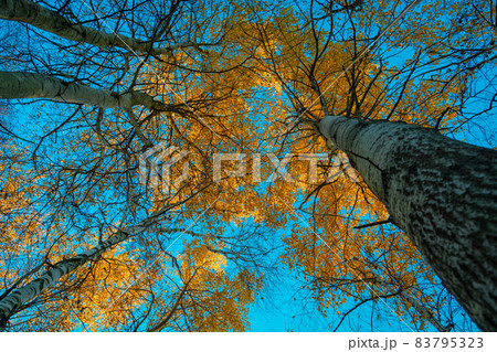 View from below on autumn trees and blue sky View from below on autumn trees and blue sky 83795323