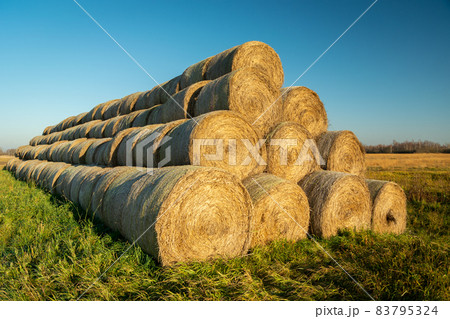 Large stack of hay bales and blue sky Large stack of hay bales and blue sky 83795324
