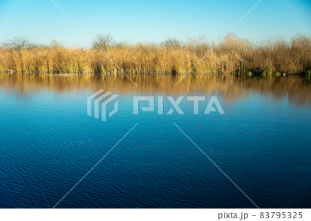 The grass on the shore of the pond and the blue sky The grass on the shore of the pond and the blue sky 83795325