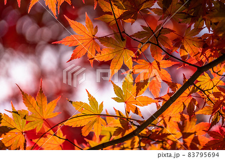 紅葉・秋イメージ 紅葉・秋イメージ 83795694