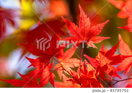 紅葉・秋イメージ 83795702