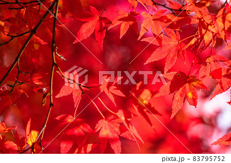 紅葉・秋イメージ 紅葉・秋イメージ 83795752