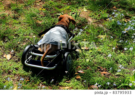 ペット　ミニチュアダックス　歩行器訓練 83795933