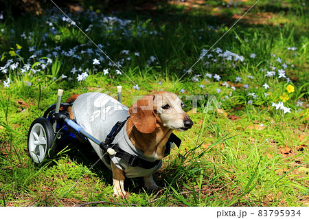 ペット　ミニチュアダックス　歩行器訓練 83795934