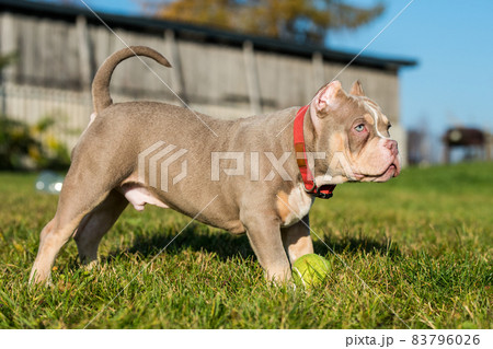 A pocket male American Bully puppy dog is playing with tennis ball on grass 83796026