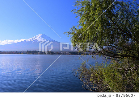 河口湖畔の柳と富士山《富士河口湖町》 83796607