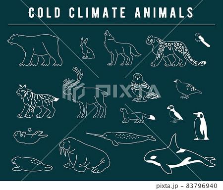 寒い地域に住む動物のイラストセットのイラスト素材