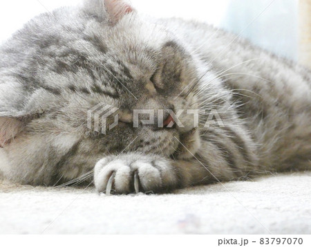 陽だまりで昼寝をする猫 陽だまりで昼寝をする猫 83797070