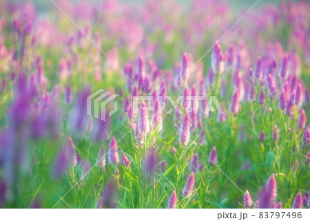秋の公園を彩るノゲイトウの花 秋の公園を彩るノゲイトウの花 83797496