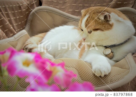 白とピンクの花を咲かせるペチュニアの傍らに、白と茶毛の猫がマッタリとくつろいでいます 83797868