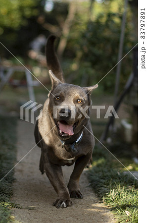 庭を走る犬 犬 ペット ピットブル ミックス ラブラドール 走る 動物 庭を走る犬 犬 ペット ピットブル ミックス ラブラドール 走る 動物 83797891