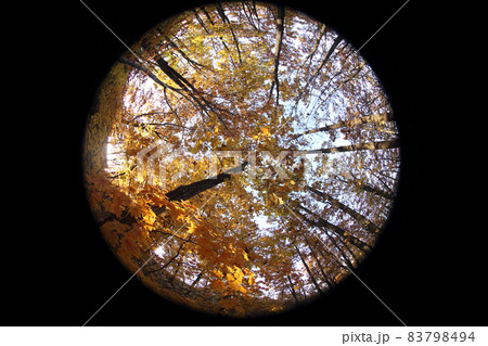 Autumn forest. Maples and oaks. Circular fisheye photo 83798494