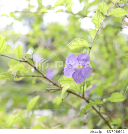 Bush Clock Vine purple flower close up Bush Clock Vine purple flower close up 83798601