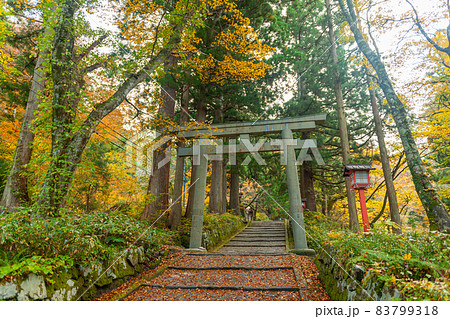 大神山神社奥宮の紅葉 83799318