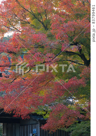 嵐山の紅葉 83799461