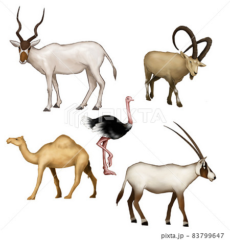 沙漠動物一套 插圖素材 圖庫 沙漠動物一套 插圖素材 圖庫