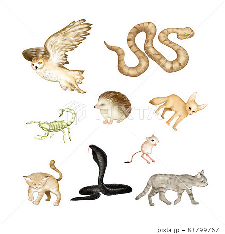 砂漠の夜行性の生き物たちのセットのイラスト素材