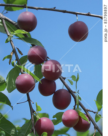 A few ripe cherry plum berries on a branch. Ripe berries. 83799897