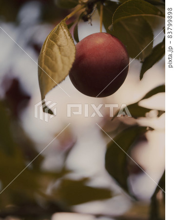 A berry of a ripe red cherry plum on a branch, close-up. A berry of a ripe red cherry plum on a branch, close-up. 83799898