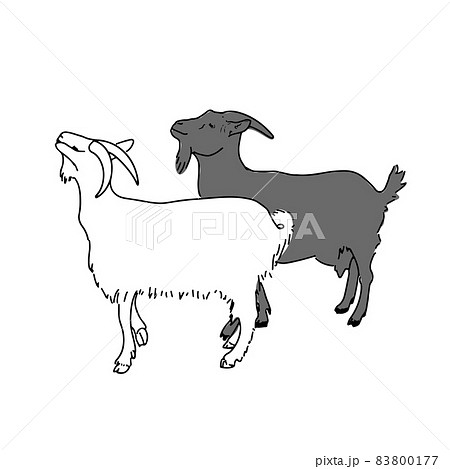 Domestic Goats Illustrationのイラスト素材