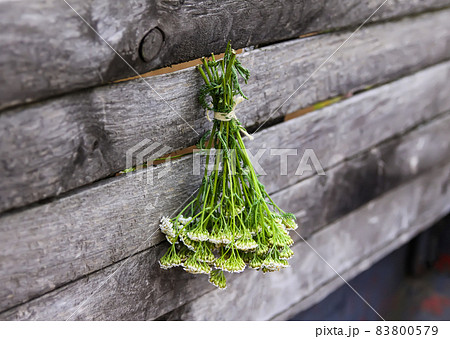 Freshly picked medical herbs hanging on wooden wall outdoors. Yarrow plant. 83800579