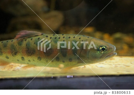 ヤマメ 山女魚 山女 サクラマス 魚 パーマーク 斑紋模様 ヤマメ 山女魚 山女 サクラマス 魚 パーマーク 斑紋模様 83800633
