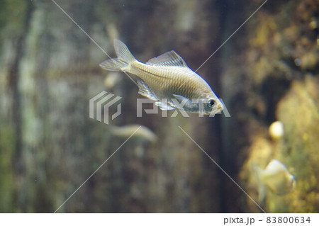 タイリクバラタナゴ バラタナゴ 淡水魚 タイリクバラタナゴ バラタナゴ 淡水魚 83800634