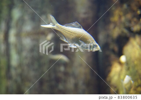 タイリクバラタナゴ バラタナゴ 淡水魚 タイリクバラタナゴ バラタナゴ 淡水魚 83800635