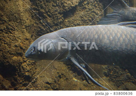 アオウオ 青魚 四大家魚 外来種 アオウオ 青魚 四大家魚 外来種 83800636